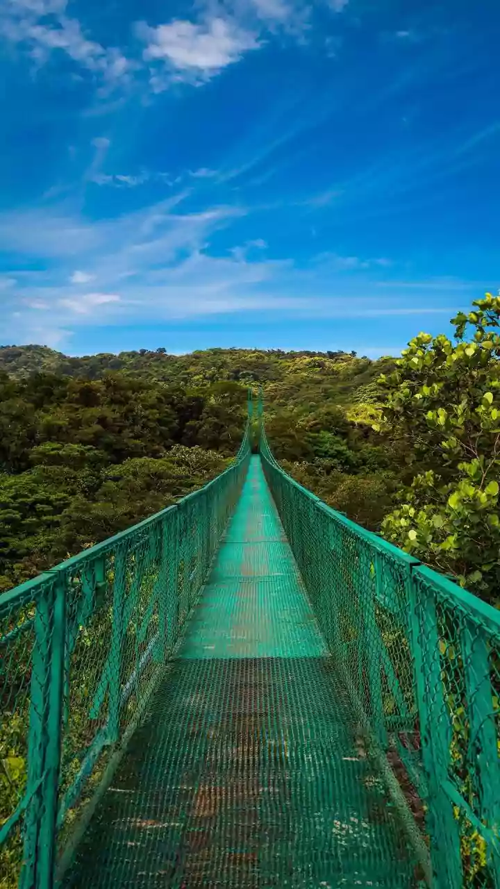 Canopy Walks Are Monsoon's Hidden Adventure