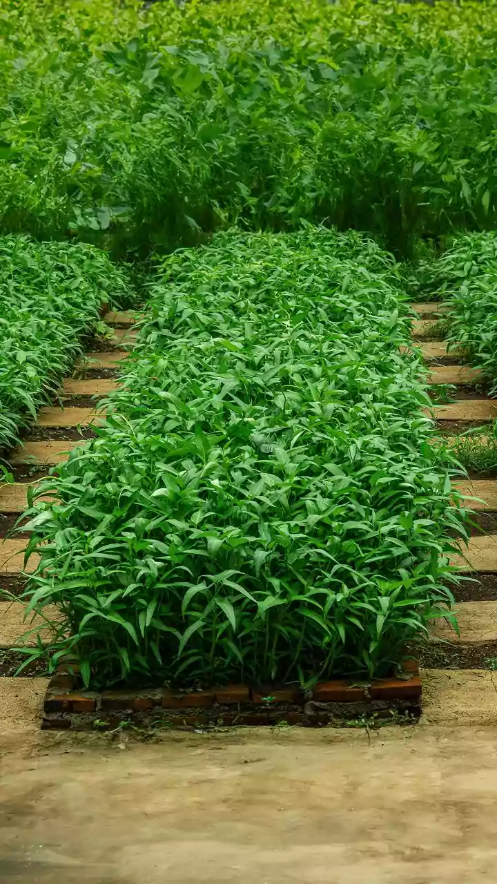 Agri Min Chouhan inaugurates NSC's veg, flower seed processing plant at Pusa campus