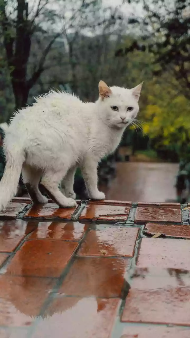 Wet Fur Has Entered The Grooming Chat
