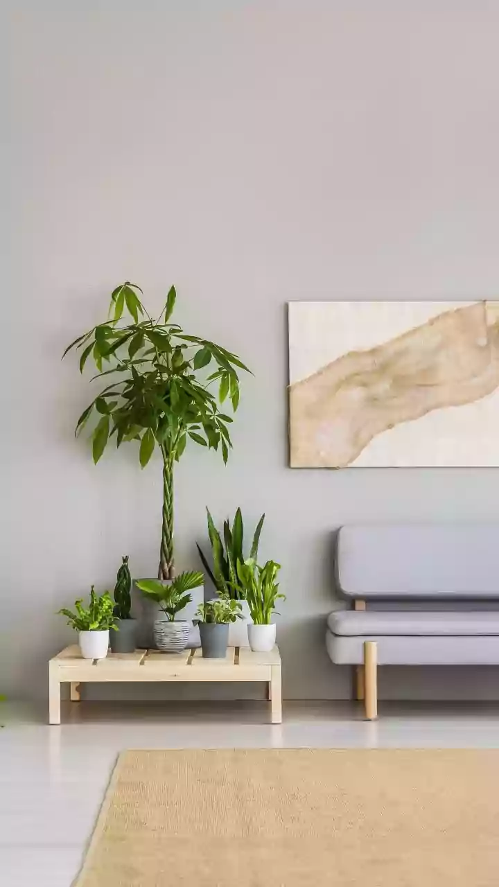 8 Plants for Calm, Luck & Positive Energy at Home