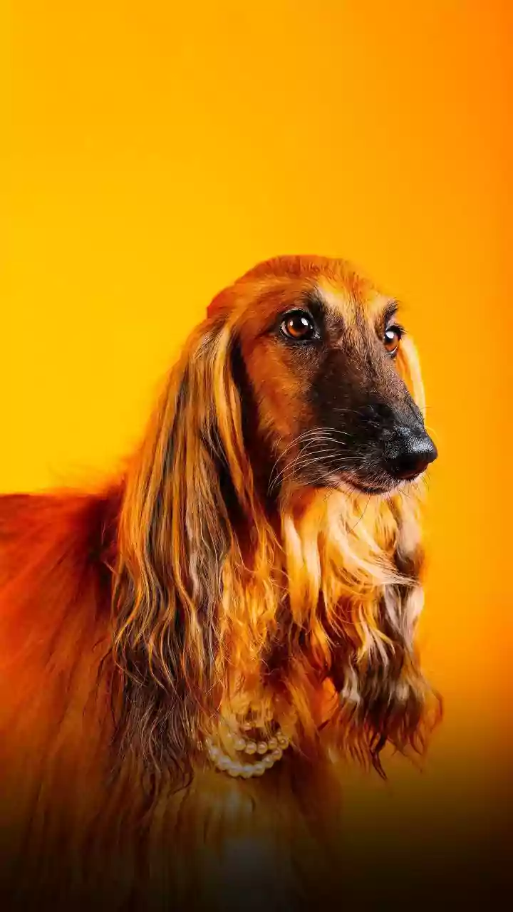 Indian Pet Parents Are Upgrading Everyday Care Routines