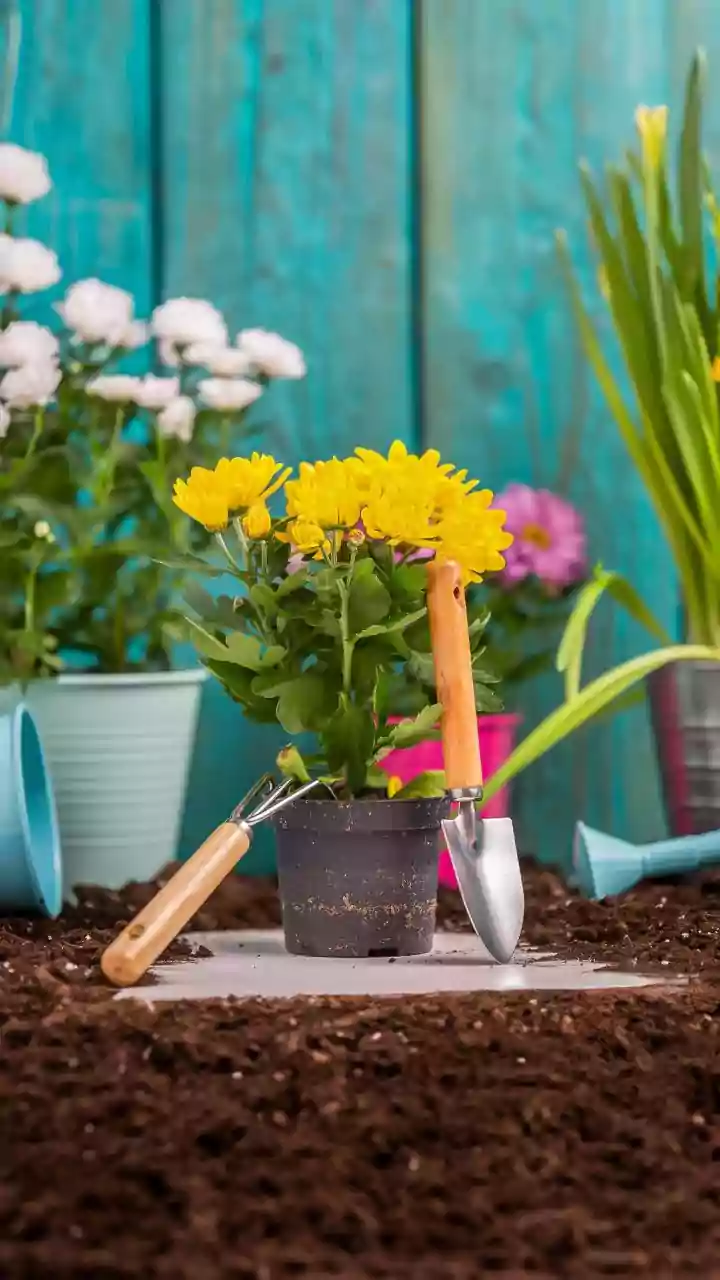 Latest Update On How To Grow A Lemon Plant In A Container