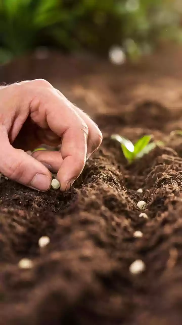 Why Rural Planners Insist Delaying Seed Planting Campaigns This Month