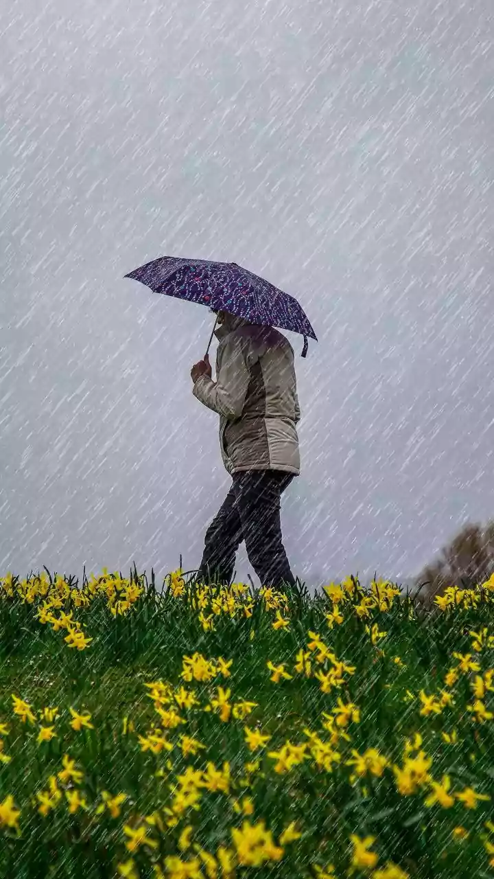 The Latest IMD Rainfall Outlook Gives Households and Travellers a Reason to Review District Forecasts