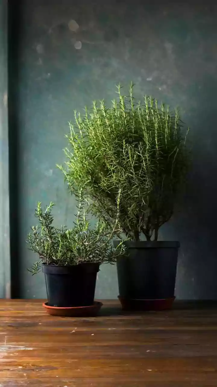Low-Light Balcony Herbs Perfect For Rainy Season Kitchen Gardens In India