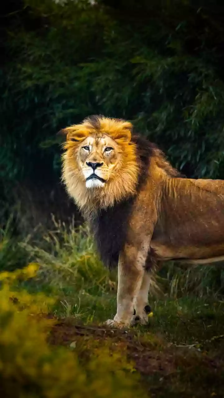 A Scientific Look at Barda's Recolonisation: Barda Lions