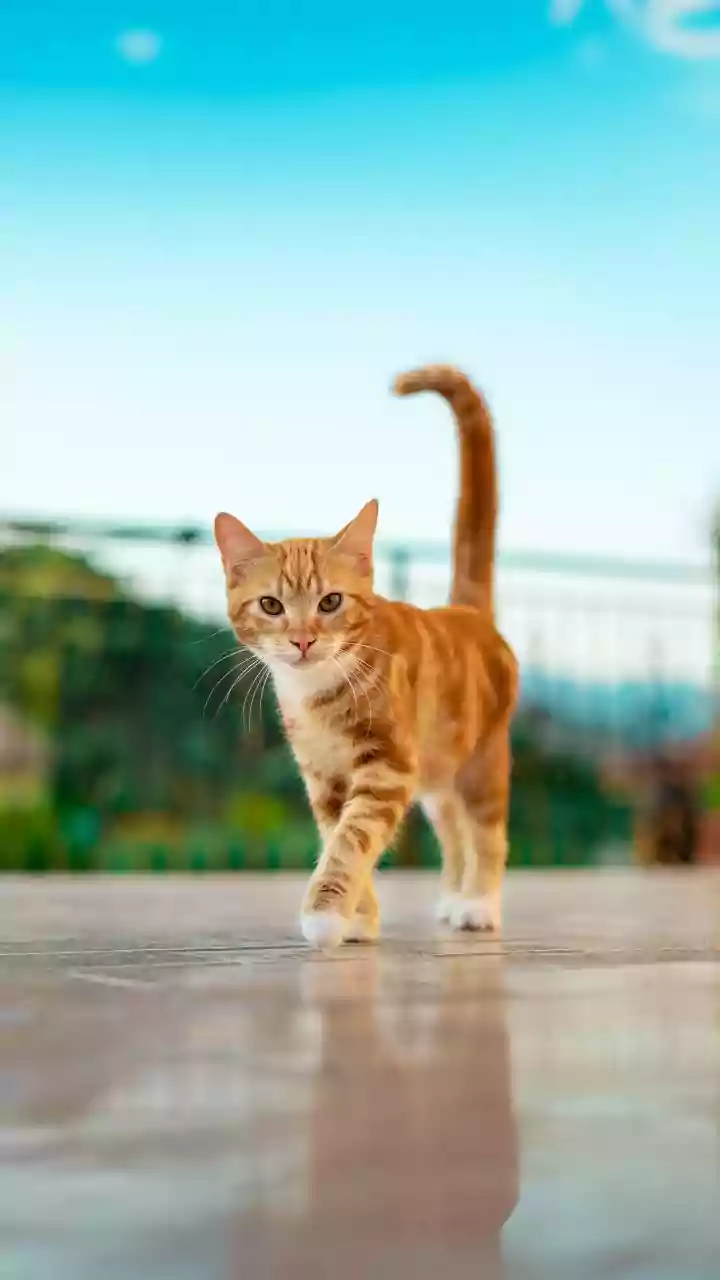 Cats reclaim balcony sun as fog lifts across cool mornings