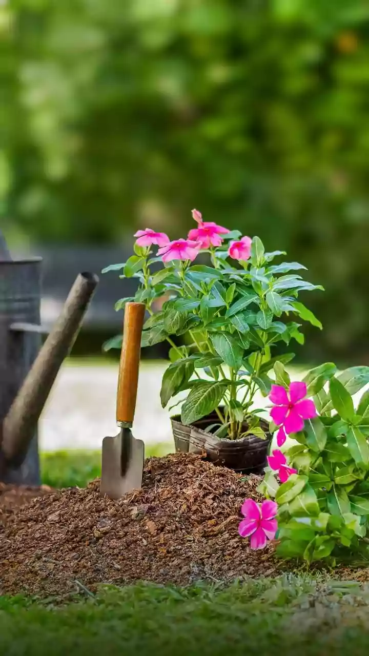What A Fresh Potting Guide Challenging Gravel Layers Means For Well-Mixed Soil