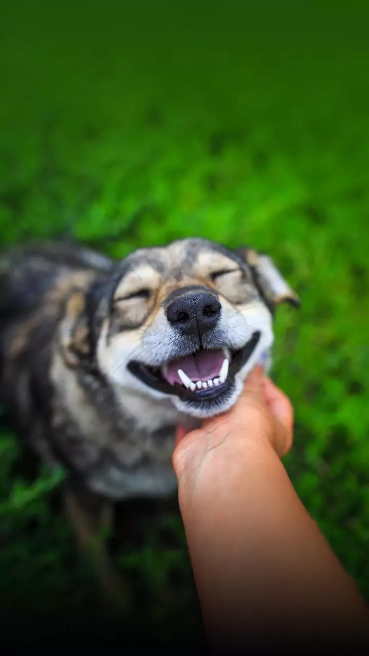 AAP sticks to 'teachers for stray dogs' claim, waves Delhi govt's order