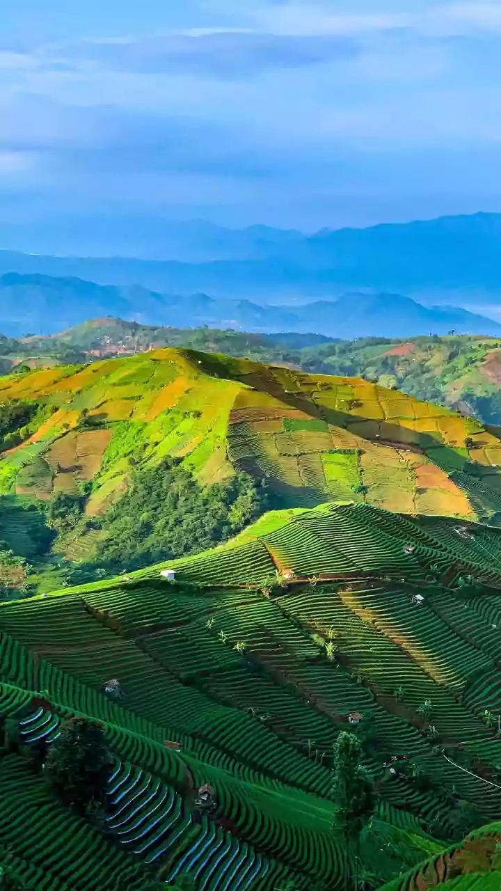India's Latest Agrivoltaics Drive Leaves Farmers and Policymakers with One Main Check: Crop Shade