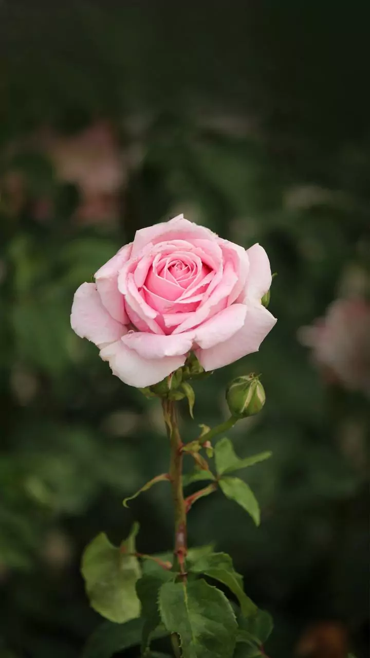 NDMC to host annual 'Winter Rose Show' at Chanakyapuri's India-Africa friendship garden