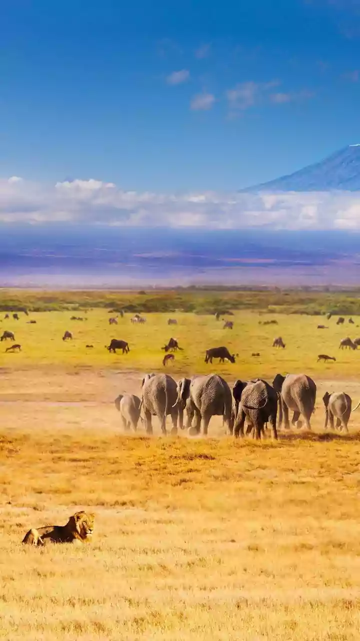 Whispers of the Wild: How Elephants Converse Through Infrasonic Majesty