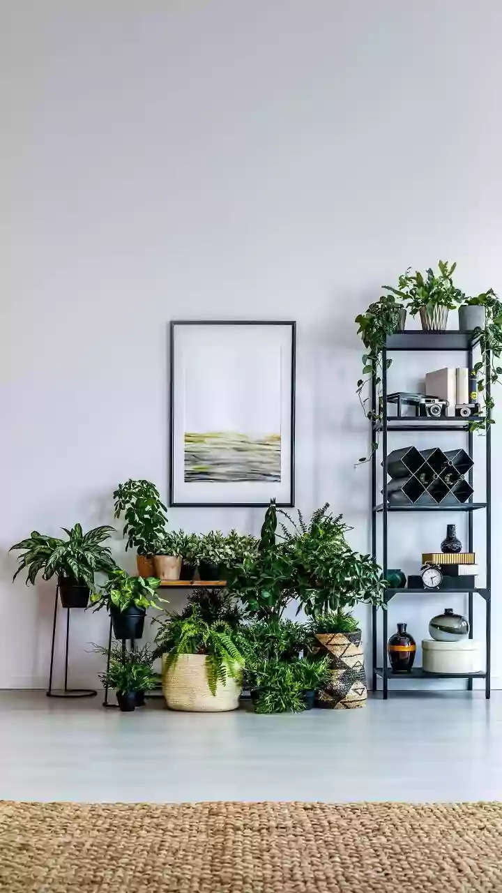 Stylish Living: Plants for Calm & Lucky Home Energy