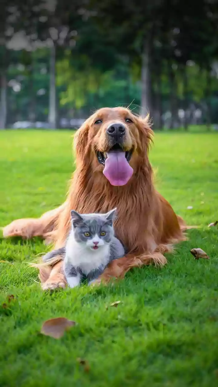 Weekend Socialising Gets Better With Pets