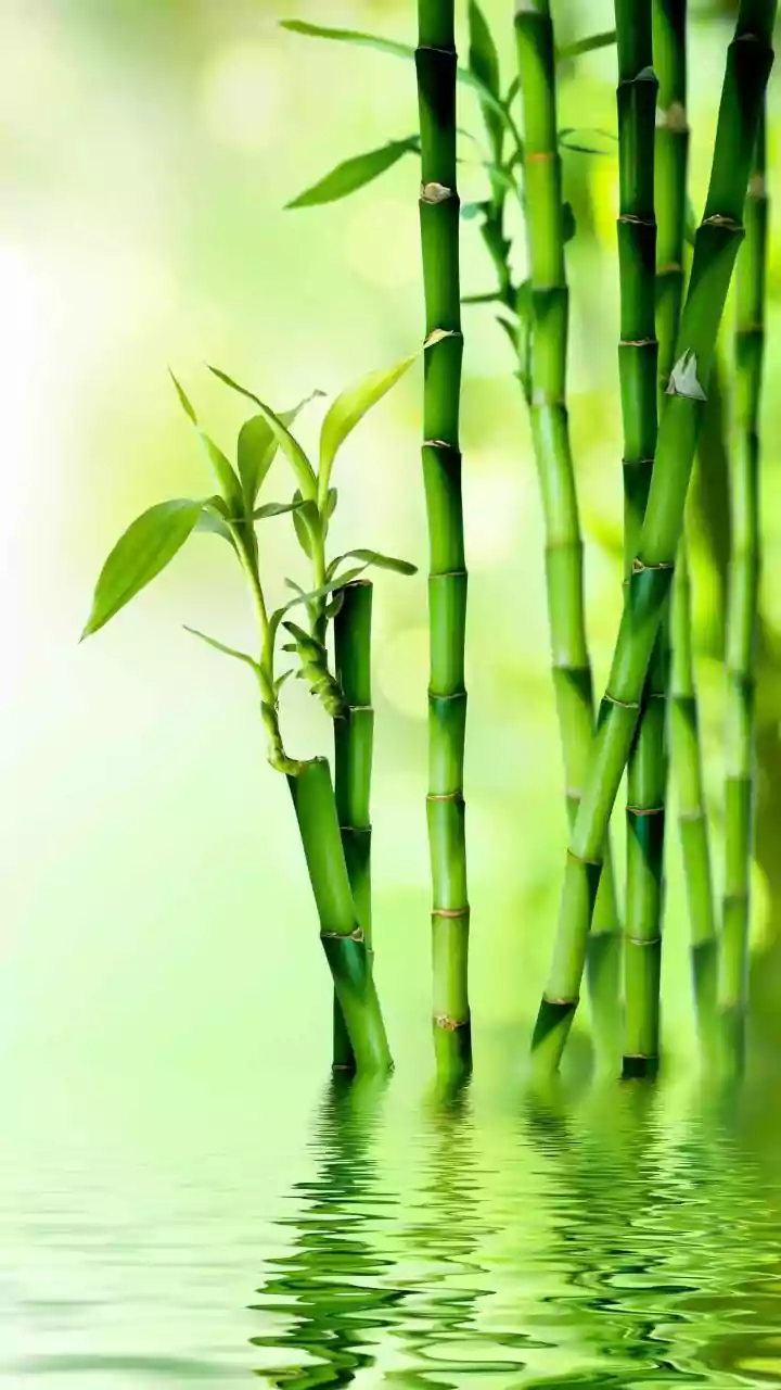 Divide Open Workspaces Elegantly Using Light Eco Friendly Bamboo Screens