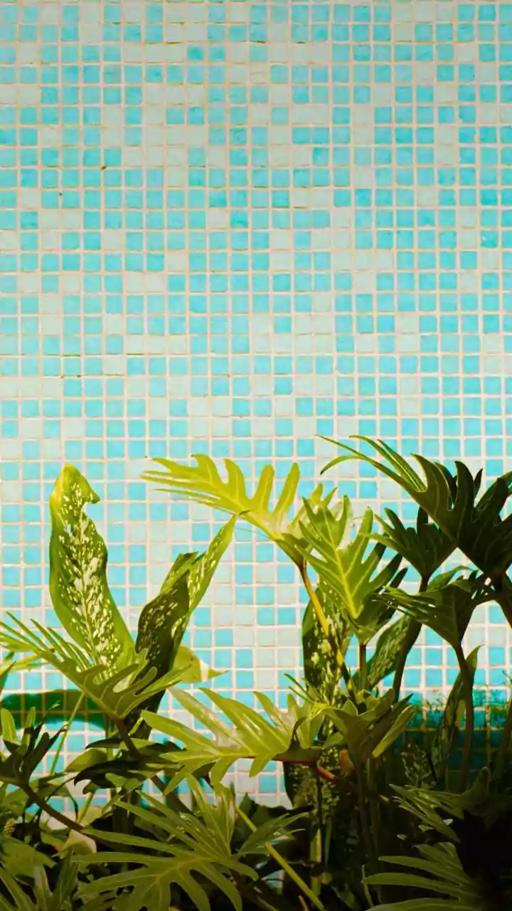How To Mix Tropical Plants And Foliage: A Guide To Tropical Home Garden Plants