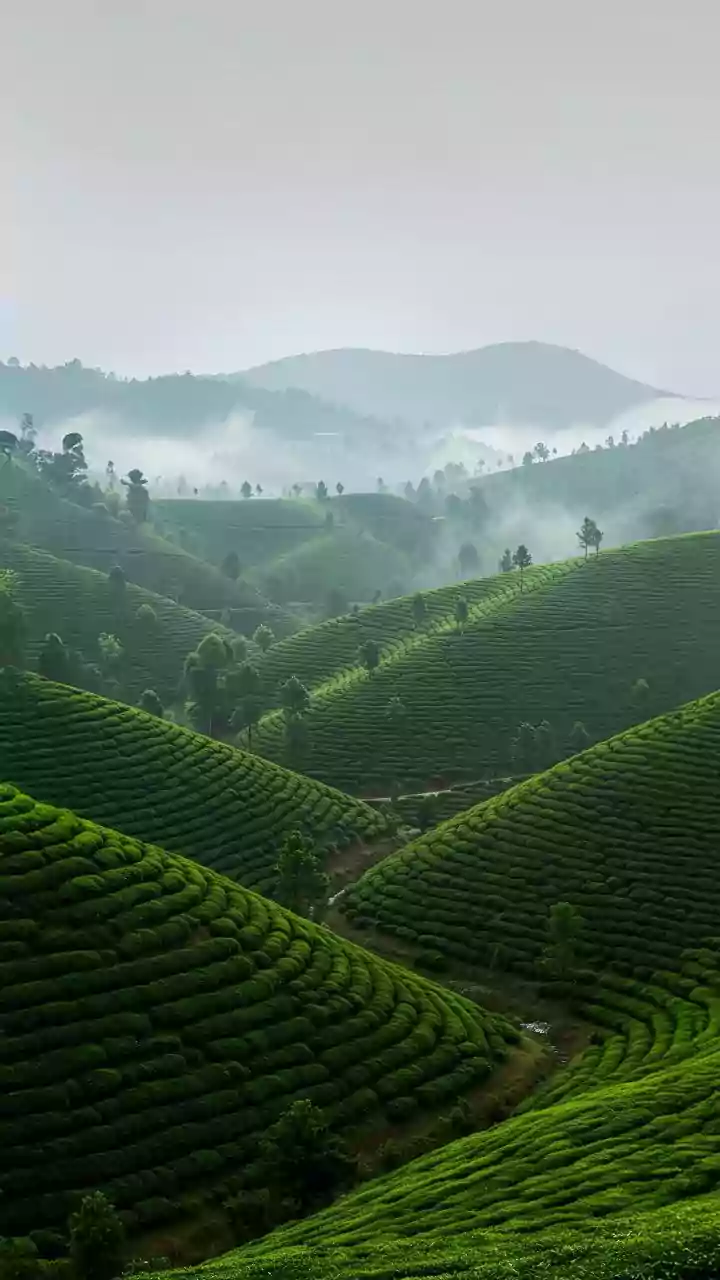 Karauli coldest in Rajasthan at 4.6 degree Celsius; fog, light rain expected