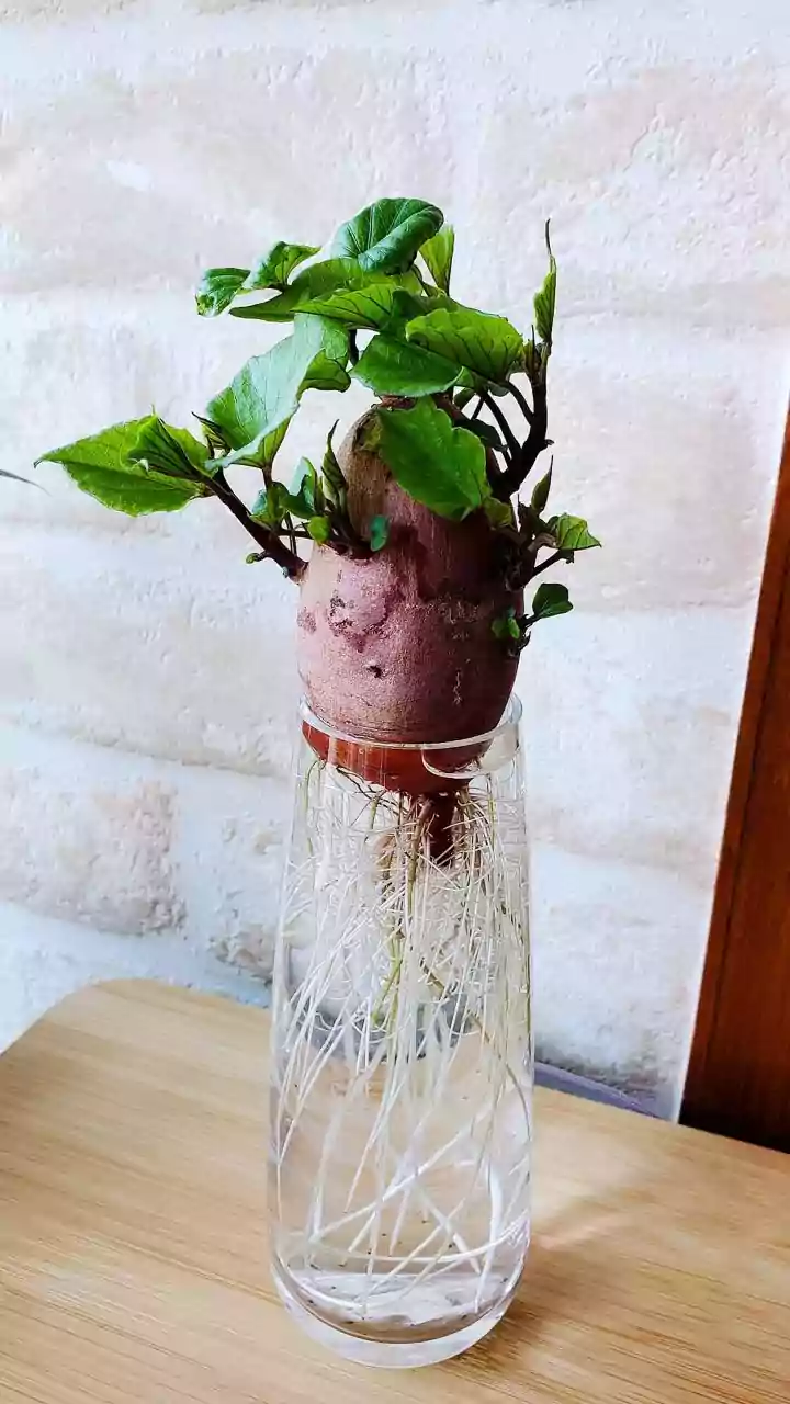 Turn Old Glass Jars Into Elegant Hydroponic Stations This Weekend
