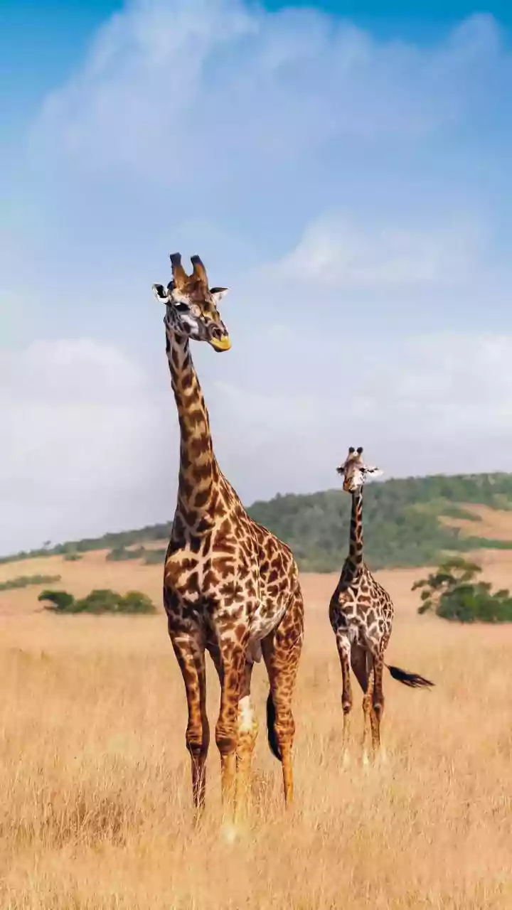 Slow Travel Lets South Africa's Wildlife and Landscapes Take Centre Stage