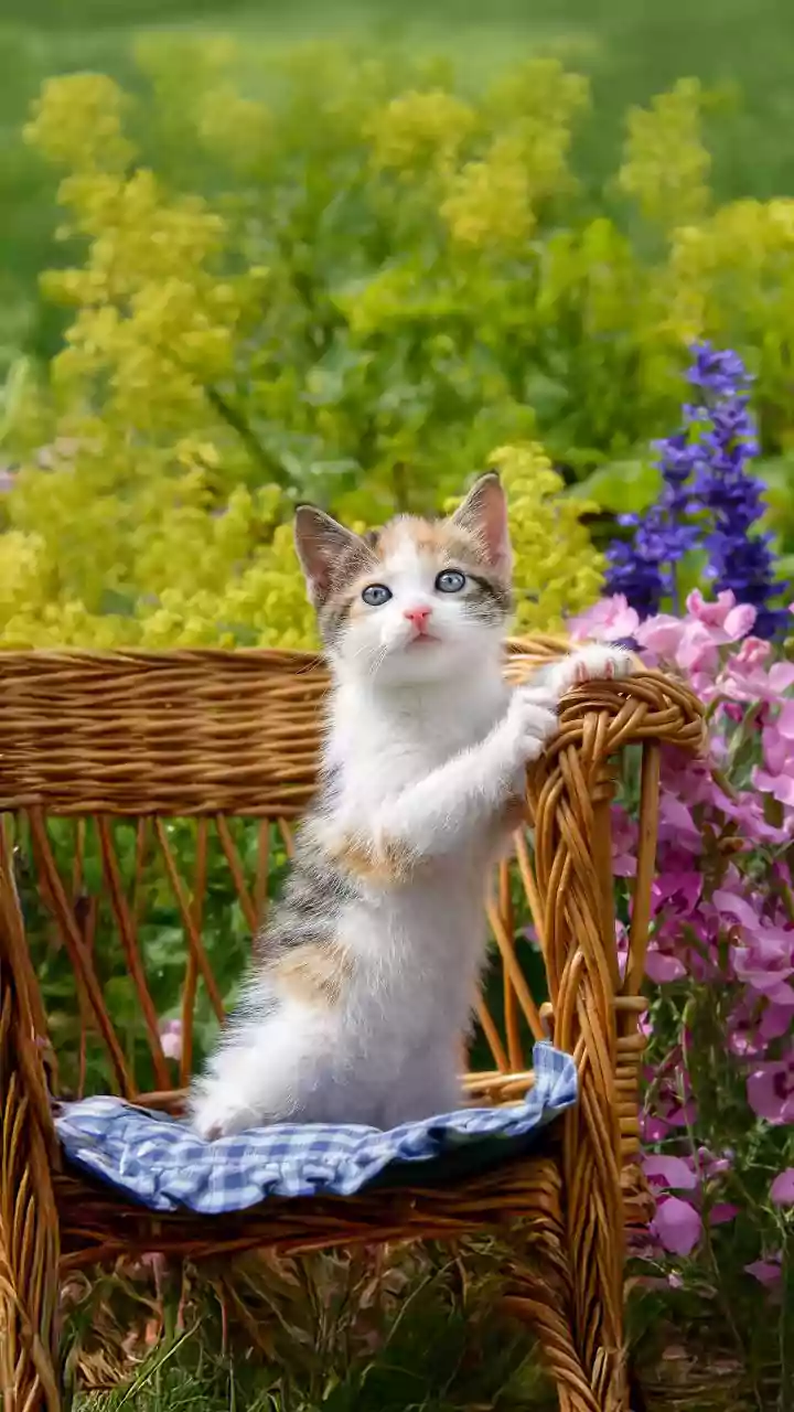 Cold air keeps cats out of tubs — warm wipes to the rescue