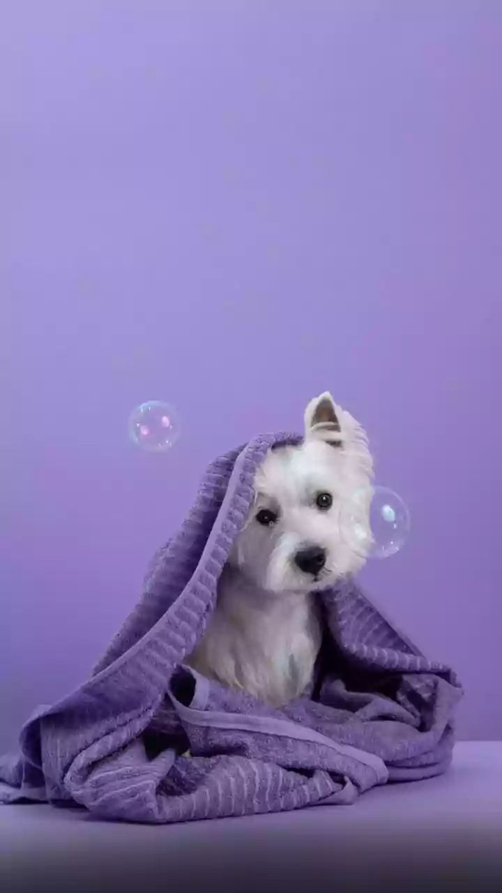 Indian Pet Parents Are Upgrading Everyday Care