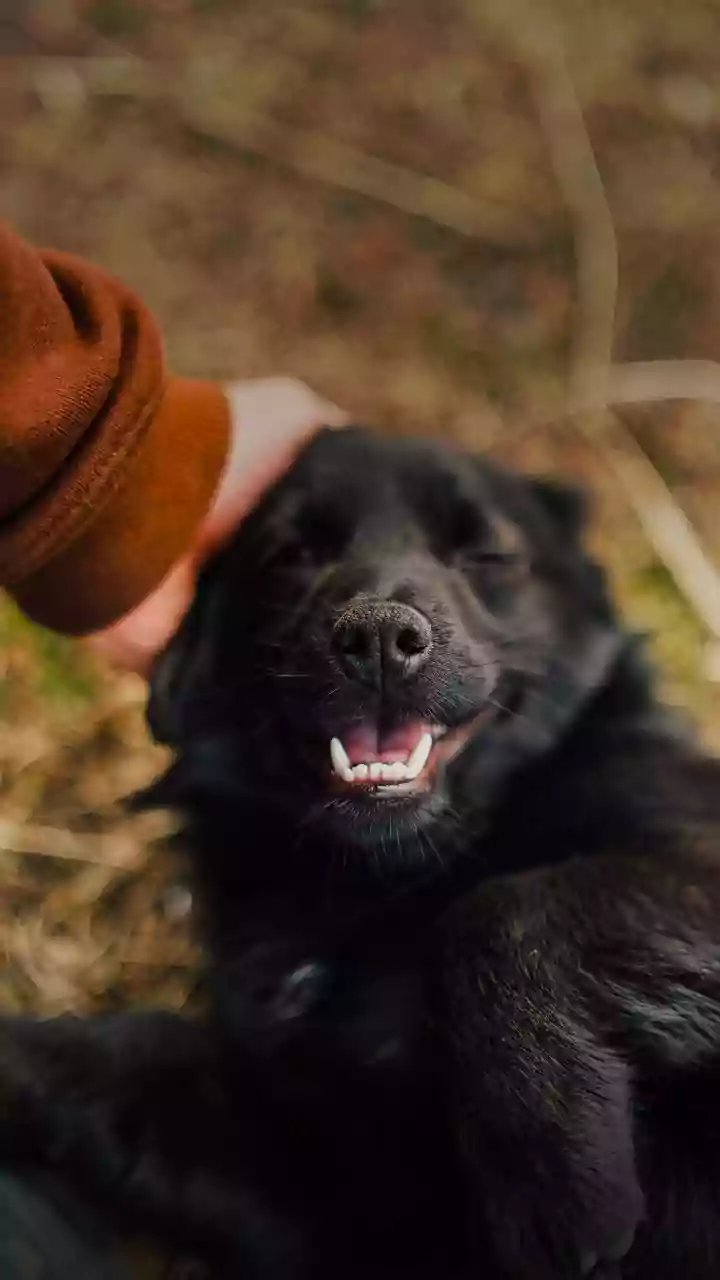 Dog Attacks Multiple People Within 30 Seconds, Viral Video Sparks Panic: 'He Has Rabies For Sure'