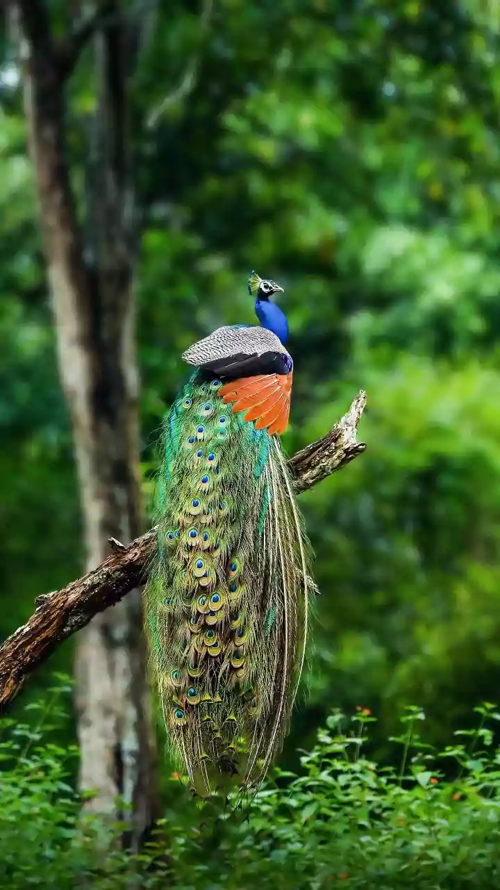 Discover Birdwatching: A Two-Day Workshop in Wayanad's Natural Haven