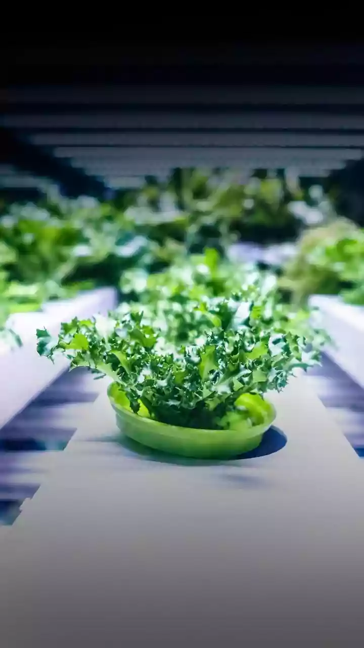 Hydroponics: Your Indoor Mint-Growing Guide!