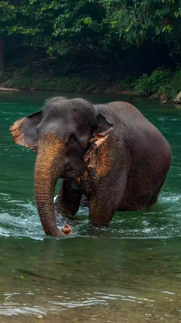 Beyond the Ride: India's Elephant Sanctuaries Championing Rescue and Ethical Care