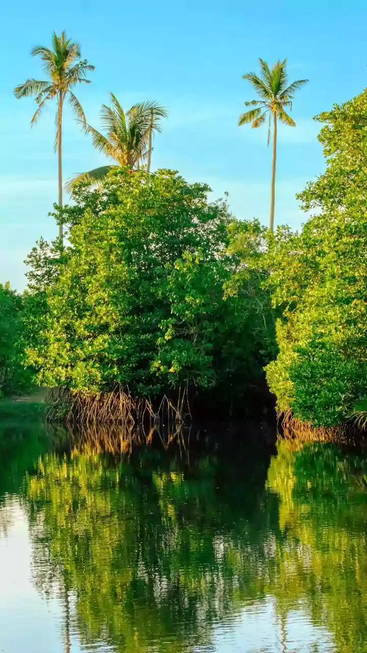 Citizen Seeks Action On Pending Mangrove Issue, Submits PMO Correspondence To Panvel Civic Chief