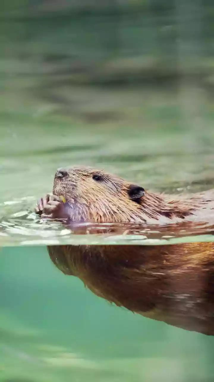 Beaver Dam: The Largest Structure Seen From Space!