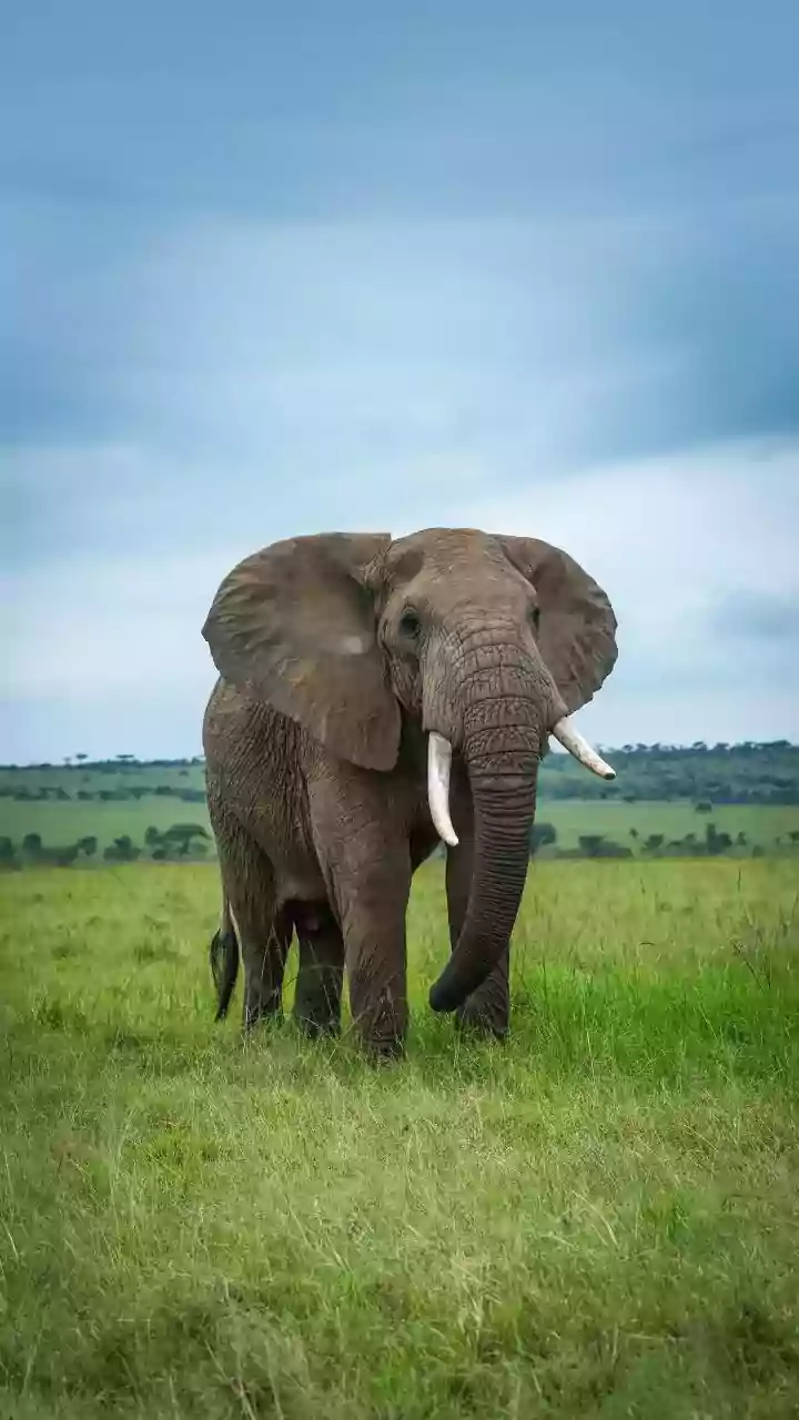 Where to spot wild elephants in Gabon