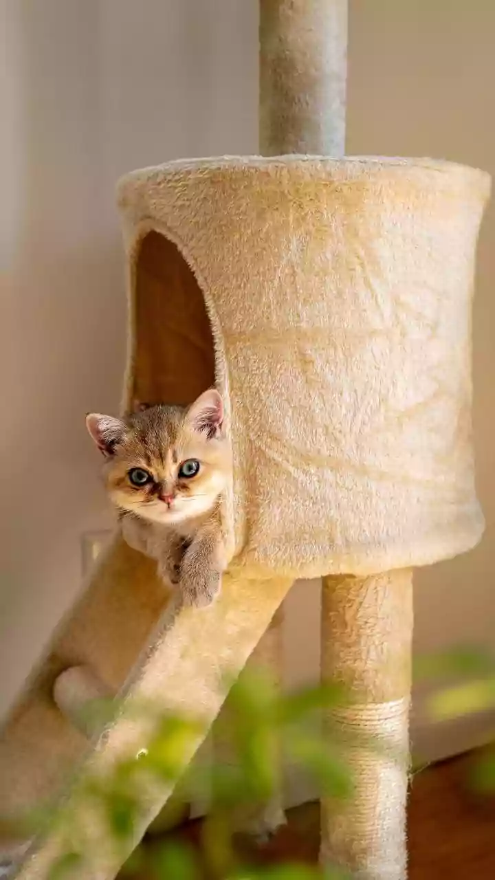 Apartment Cats Need Safe Height without Dangerous Edges