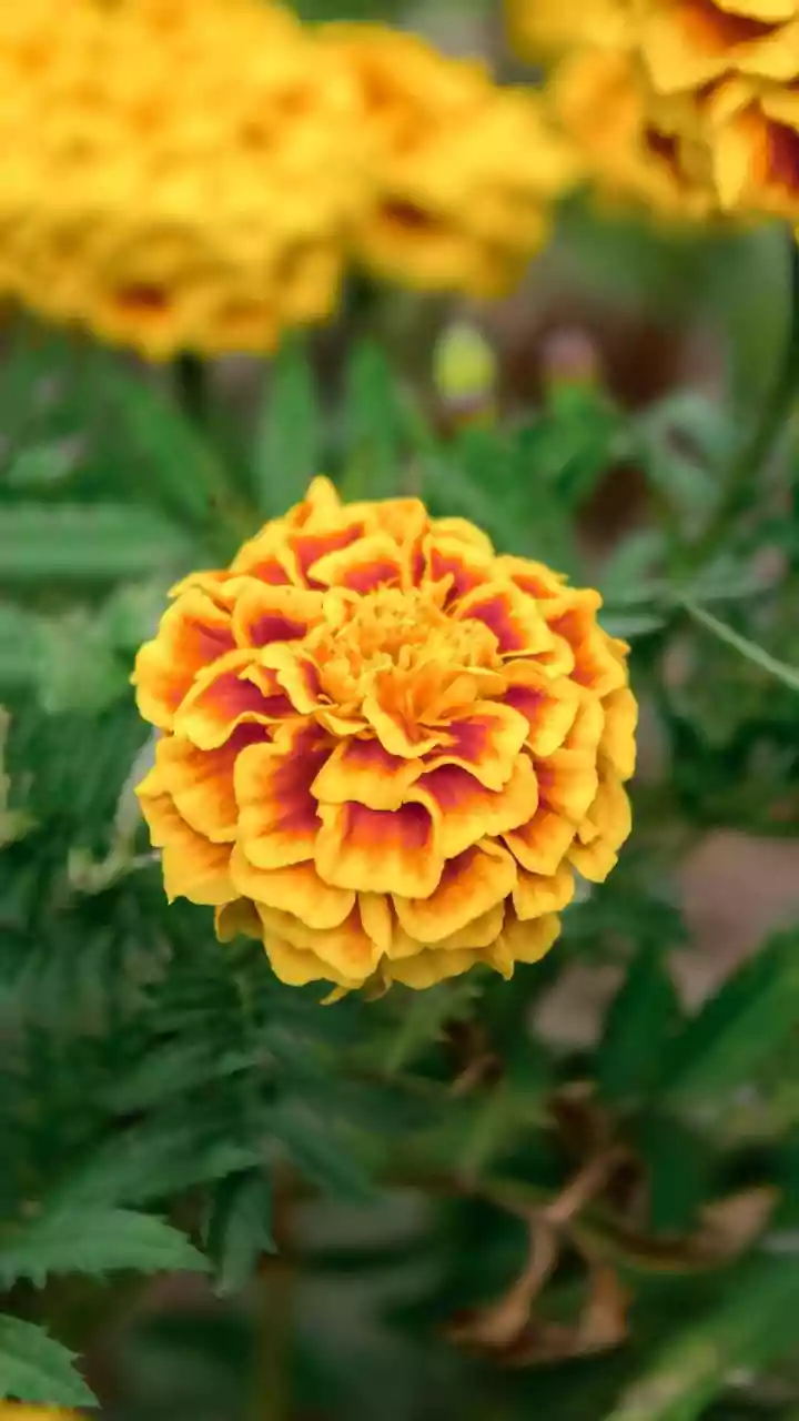 5 delicious ways to cook with marigold petals