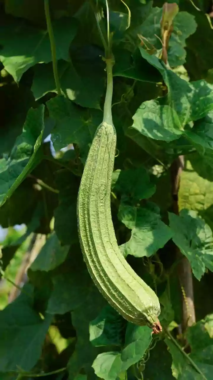 Creative ways to enjoy ridge gourd