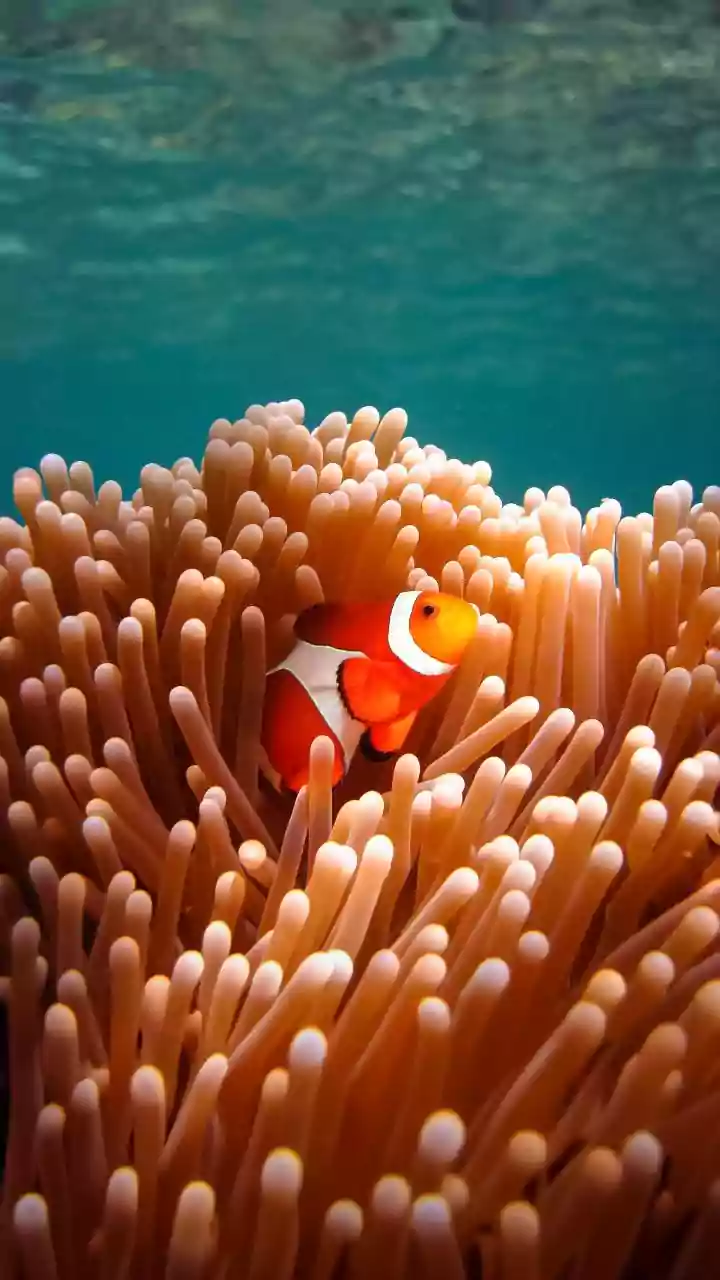 Why Identifying Thermally Resilient Corals Provides Crucial Defense For Marine Biodiversity Hotspots Globally