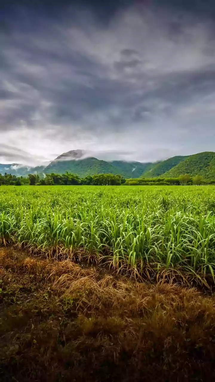 Man dies after being run over by sugarcane harvester machine
