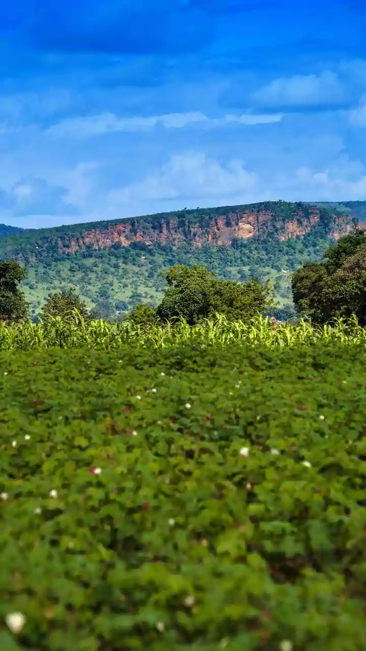 Domestic Cotton Acreage vs Imports: The Strategic Choices Facing Indian Policy Makers