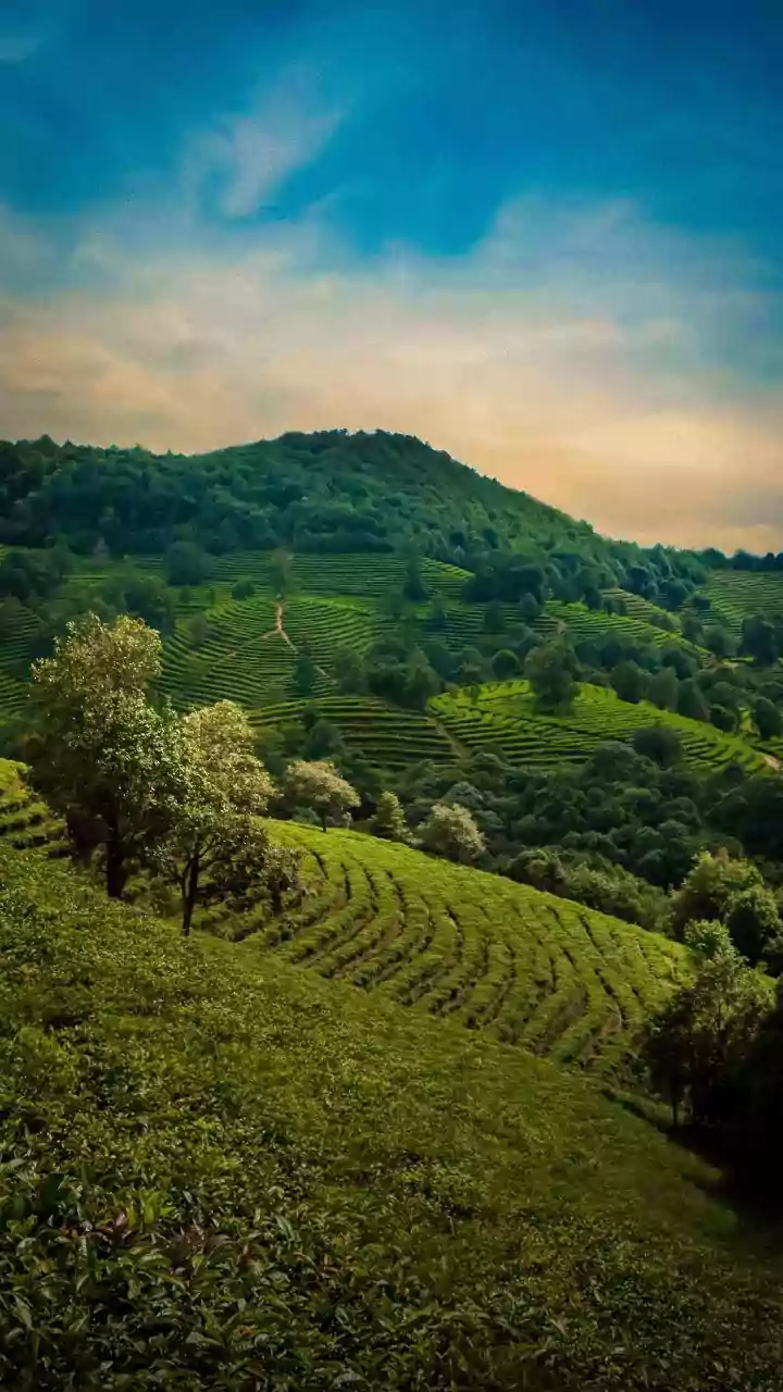 Rain-Soaked Forests Make Assam A Great Destination For Nature Trips