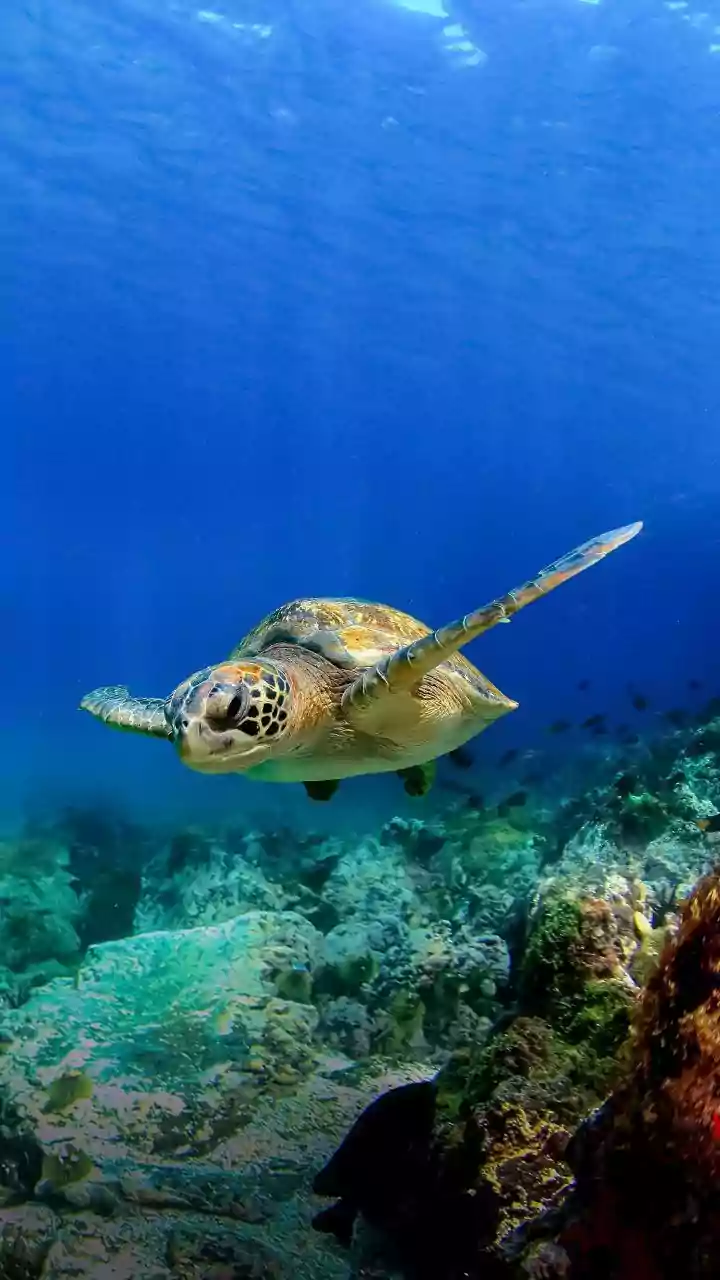 What is High Seas Treaty? World's first legally binding agreement to protect marine life, oceans EXPLAINED