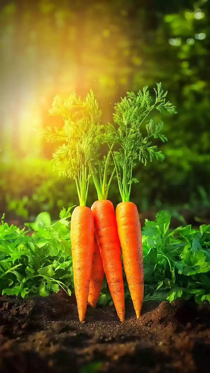 These Easy Vegetables Practically Grow Themselves