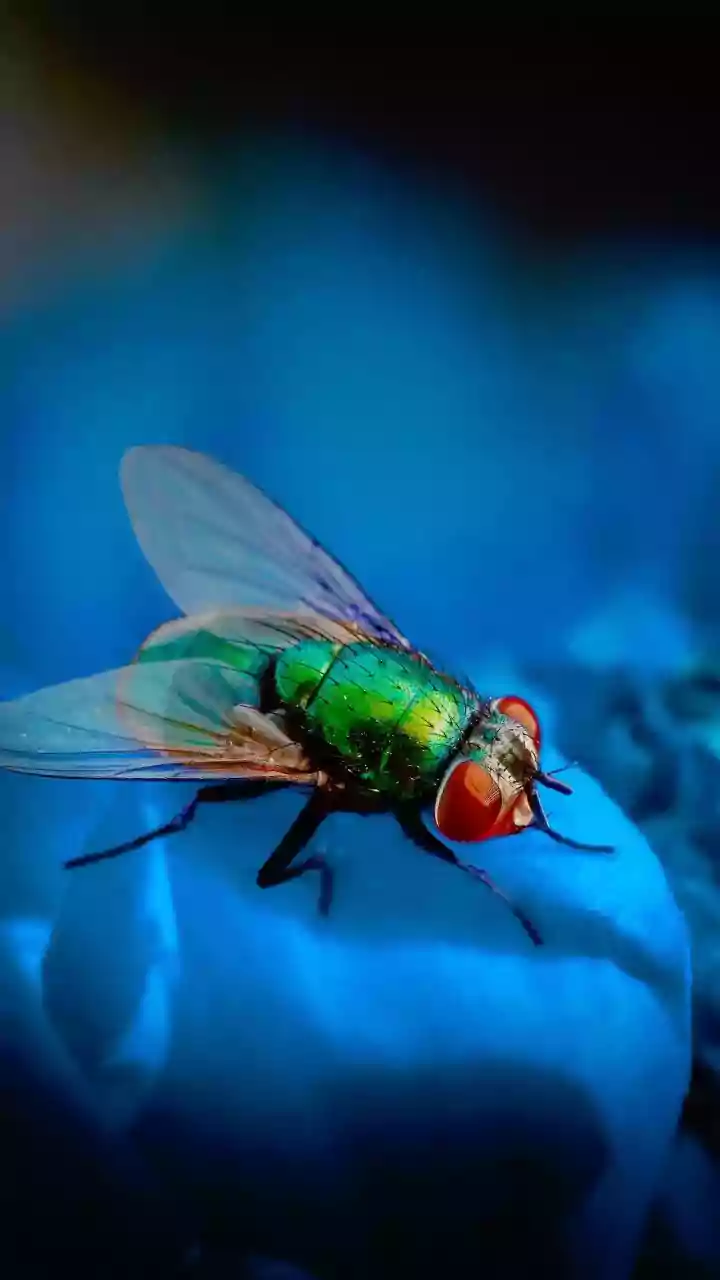 Mosca-varejeira nos EUA preocupa autoridades sanitárias do país