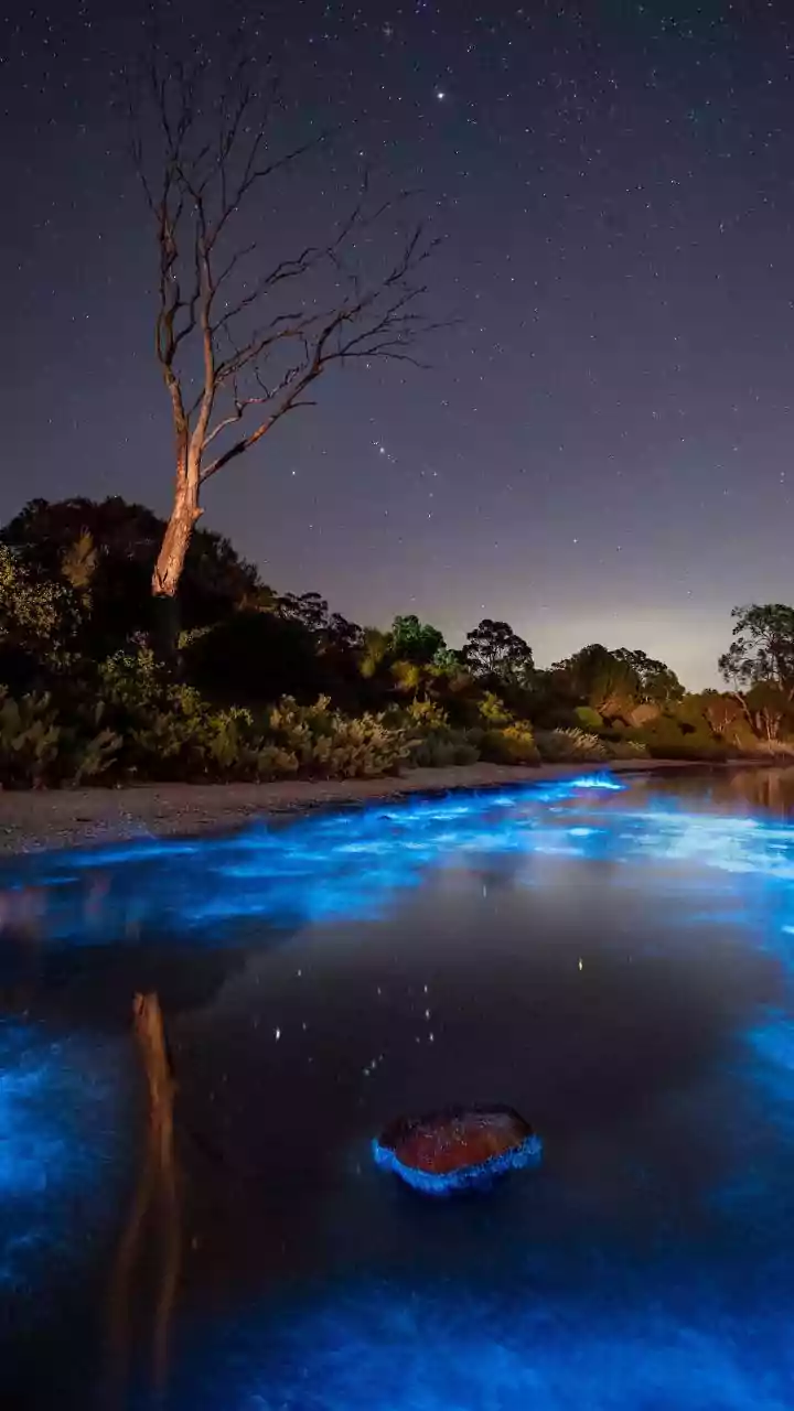Bioluminescent Kayaking Beats Basic Candlelight Dinners