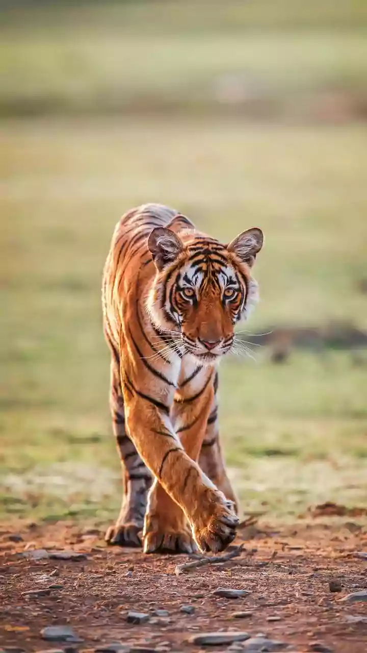 Ranthambore's Regal Cub: A Parking Lot Spectacle