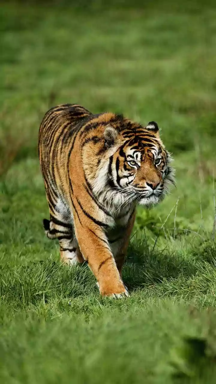 Nepal's Tiger Population Has More Than Tripled Since 2010
