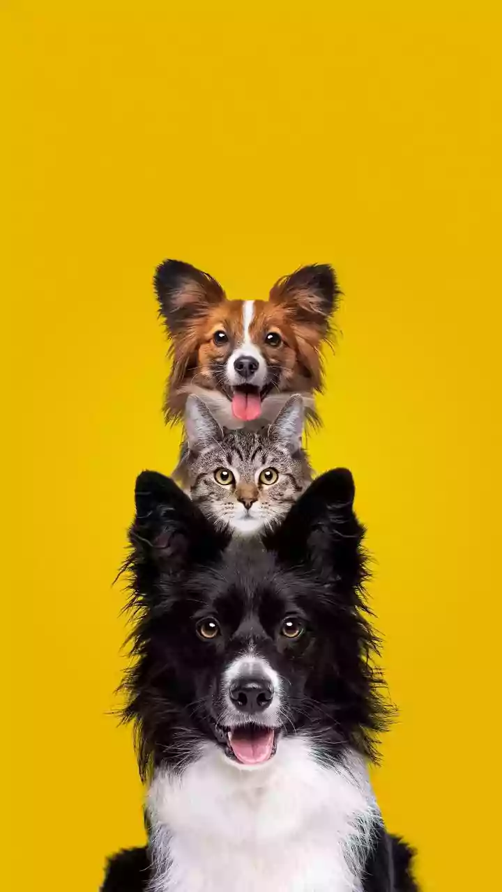 Tier-2 And Tier-3 Cities Are Becoming Part Of India’s Mainstream Petcare Story