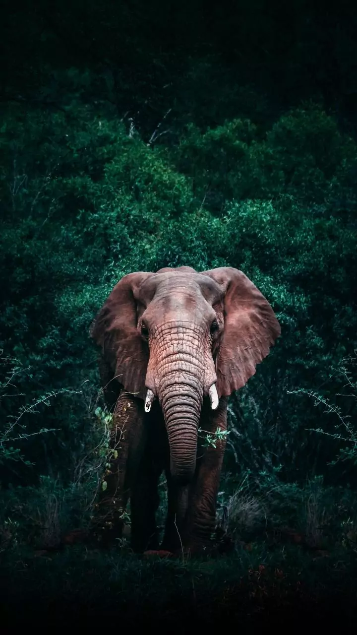 New technologies are stepping up the global fight against wildlife trafficking