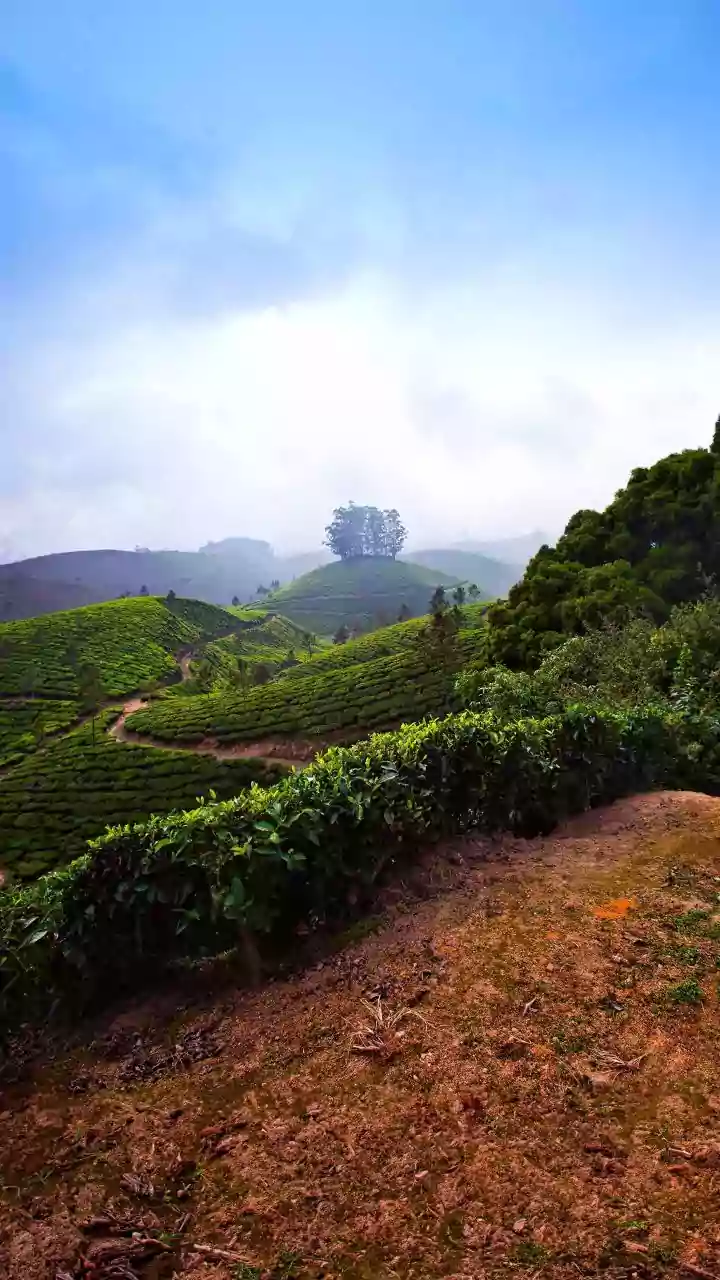 Off season Coorg coffee estate staycations provide quiet scenic views for remote workers