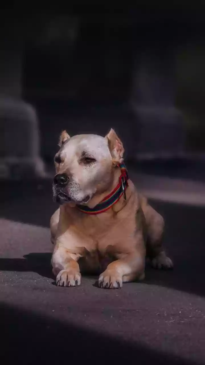 Dog Bite Kills Labourer After Three Months