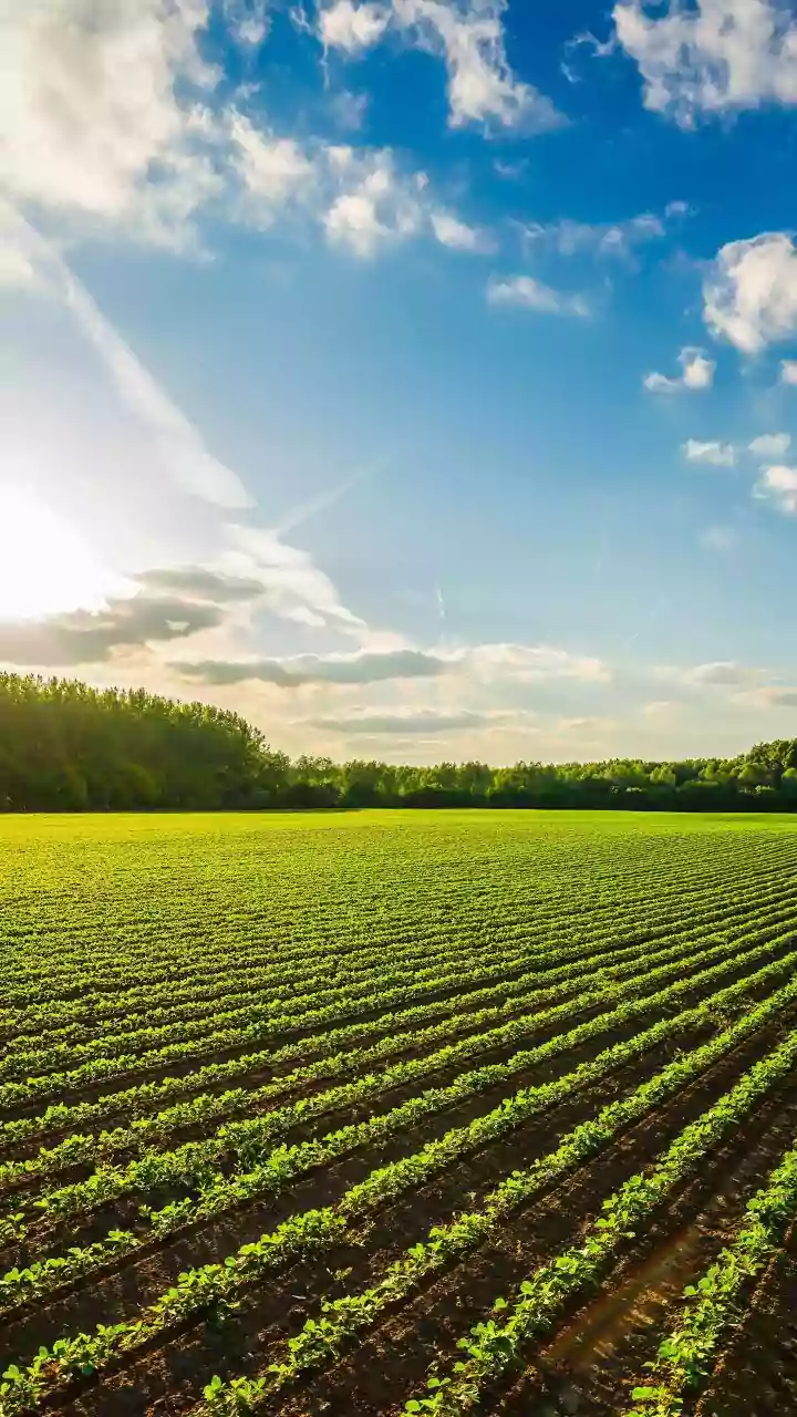 Hidden Dangers in Our Food: Unpacking Emerging Chemical Risks in Crops